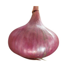 4-7cm Red Onion